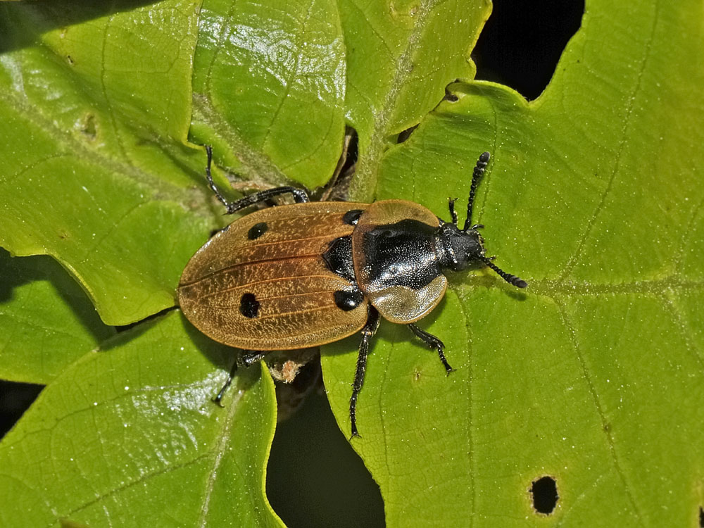 Dendroxena quadrimaculata